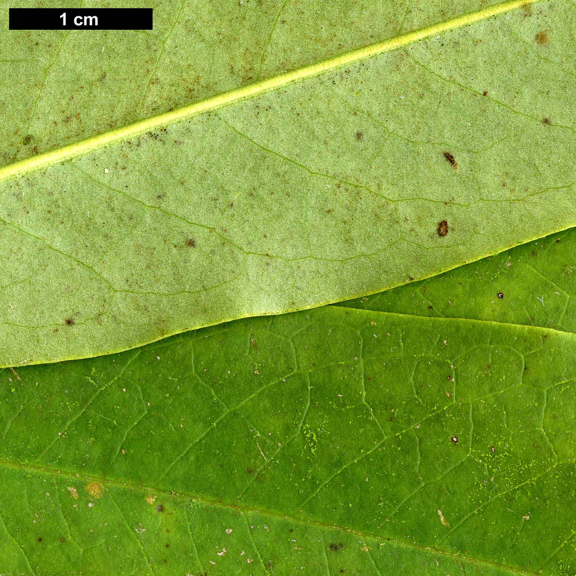 High resolution image: Family: Magnoliaceae - Genus: Magnolia - Taxon: insignis 